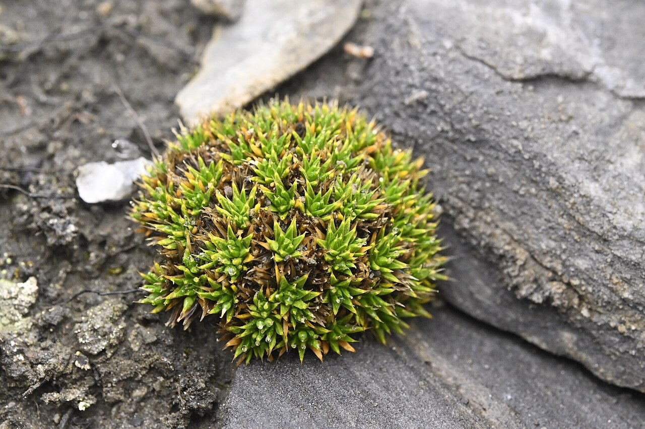 Colobanthus buchananii: Colobanthus buchananii in New Zealand