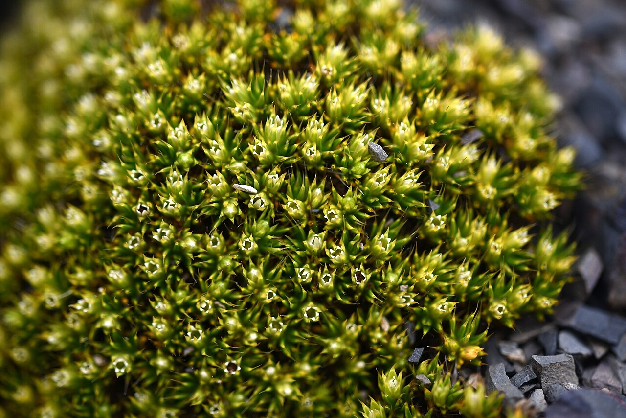 Colobanthus buchananii: Colobanthus buchananii in New Zealand