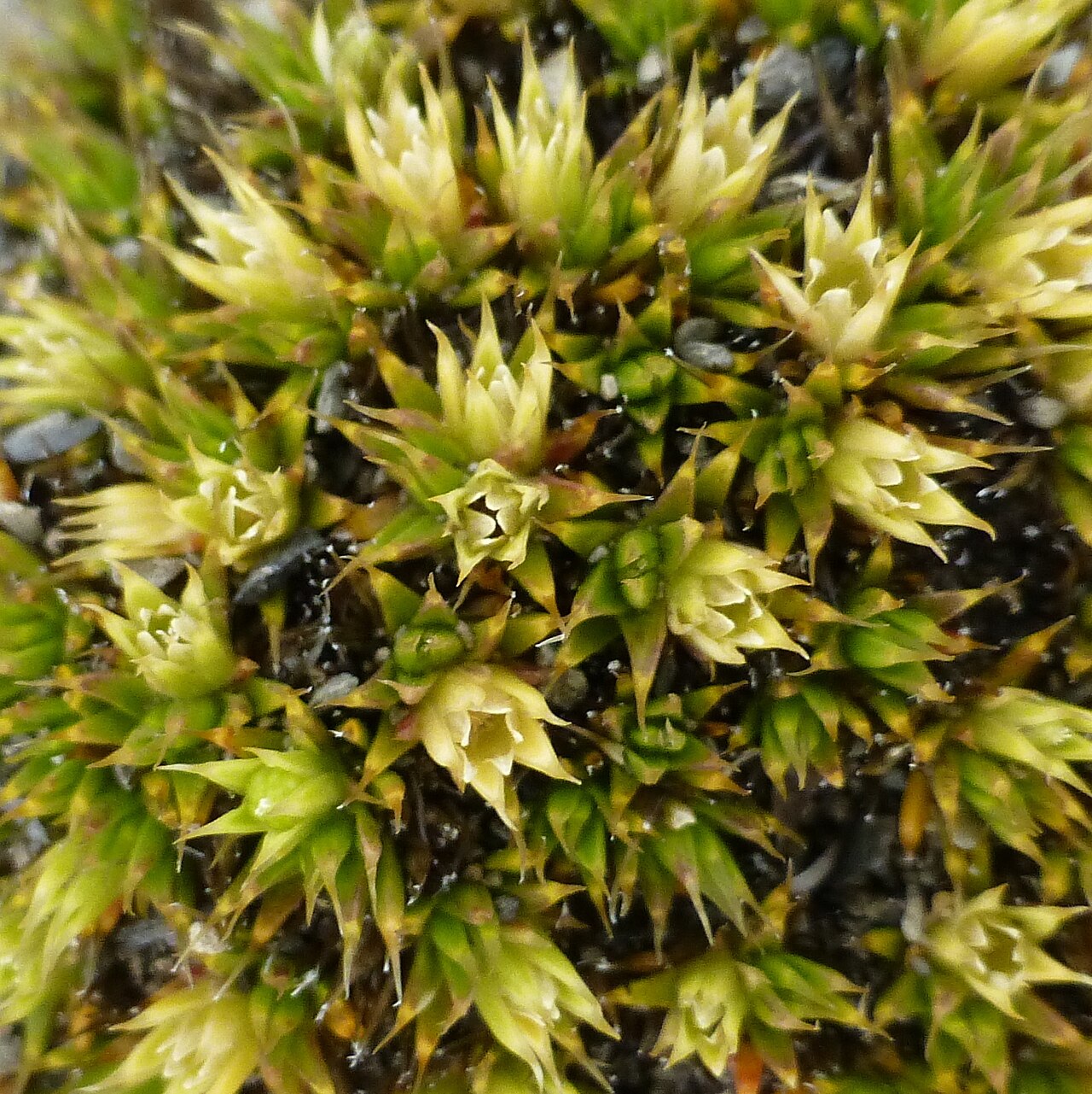 Colobanthus buchananii: Colobanthus buchananii in New Zealand