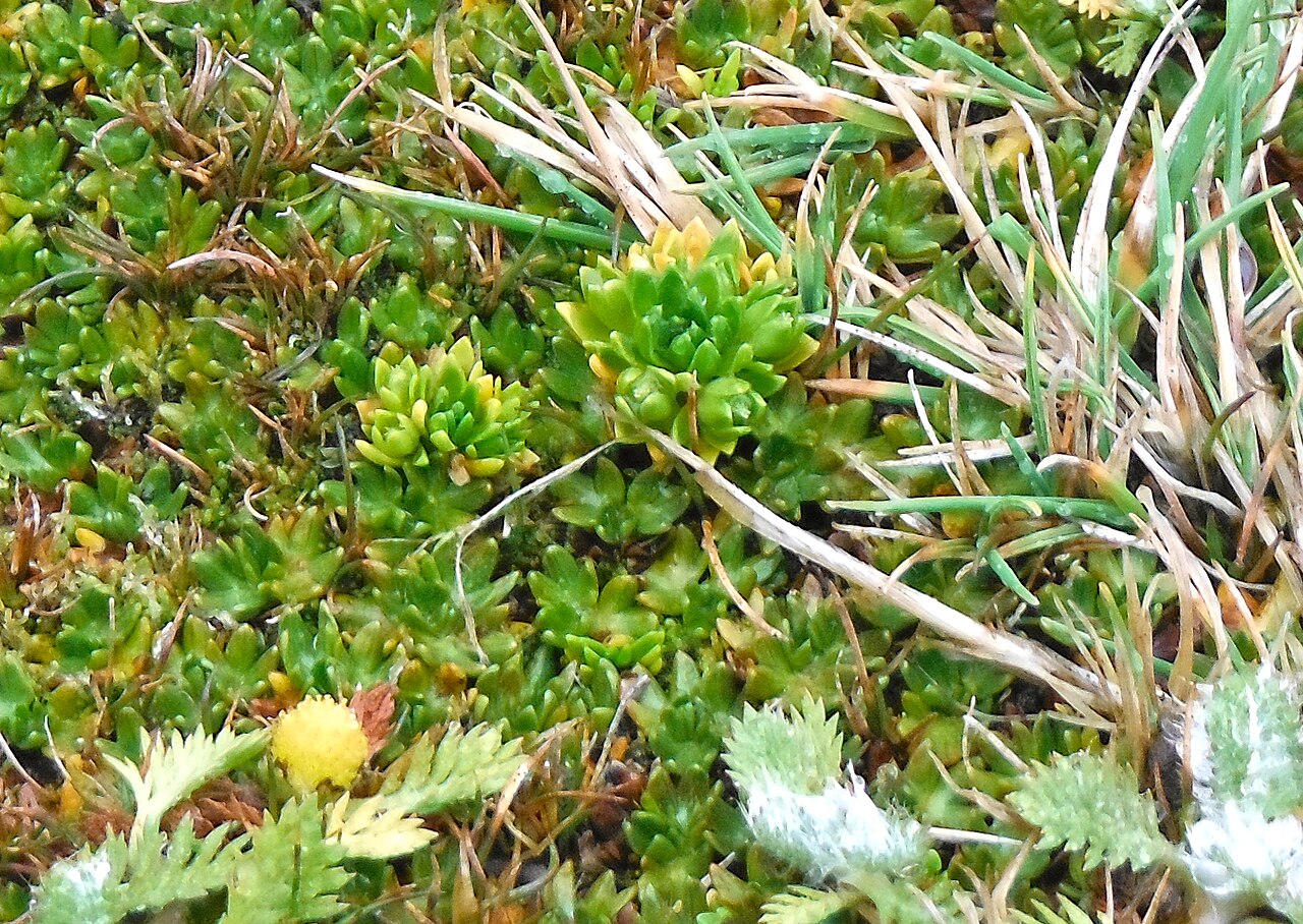 Colobanthus kerguelensis: Colobanthus kerguelensis à La Pérouse