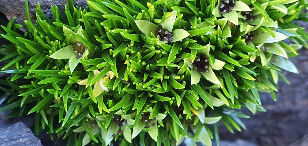 Colobanthus masonae (Colobanthus masonae)