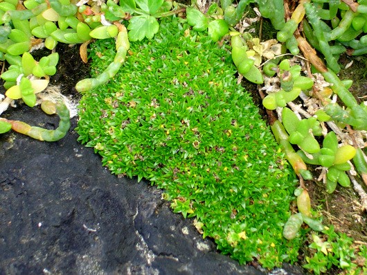 Colobanthus muscoides: Colobanthus muscoides. Species of plant. Growing with Disphyma papillatum.