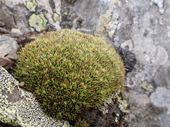 Colobanthus pulvinatus (Colobanthus pulvinatus)