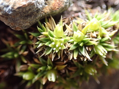 Colobanthus pulvinatus (Colobanthus pulvinatus)