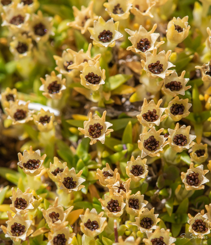 Antarctic pearlwort (Colobanthus quitensis)
