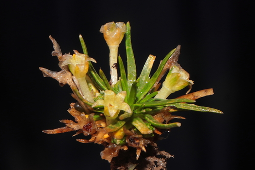 Antarctic pearlwort (Colobanthus quitensis)