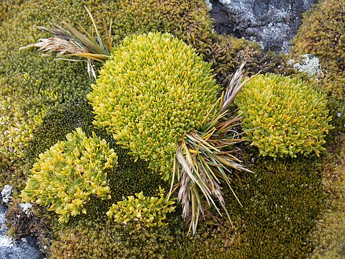 Antarctic pearlwort: Перлинниця антарктична – південний родич звичайного мокрецю (Sagina) поширеного по всій Україні. Фото І. Парнікози. Район Аргентинських островів, 2014 р.