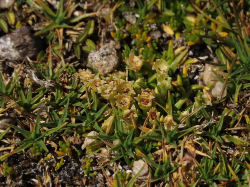 Antarctic pearlwort (Colobanthus quitensis)