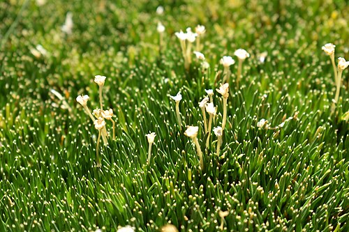 Antarctic pearlwort: planta de bofedales de altura, rio Chilon, Putaendo, 3600 m.s.n.m.
