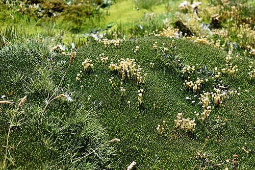 Antarctic pearlwort: planta de bofedales de altura, rio Chilon, Putaendo, 3600 m.s.n.m.