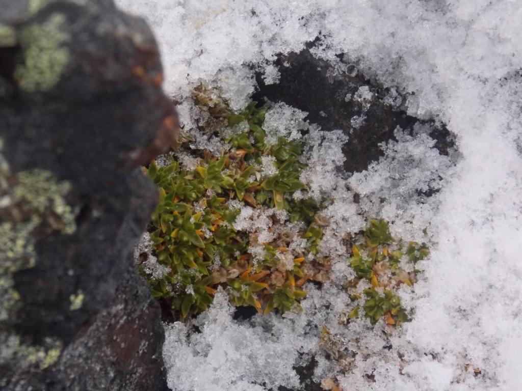 Antarctic pearlwort: Перлинниця добре переносить усі примхи антарктичного довкілля. Фото І. Парнікози. Район Аргентинських островів. 2014 р.