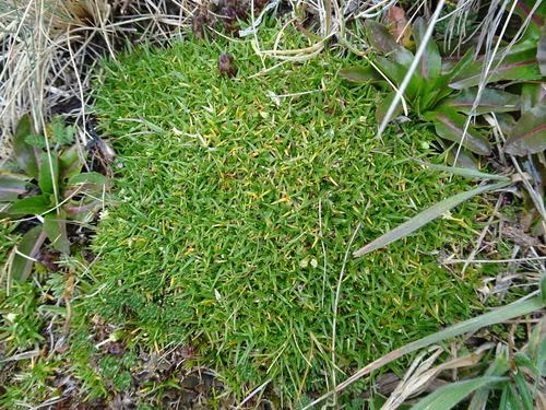 Antarctic pearlwort (Colobanthus quitensis)