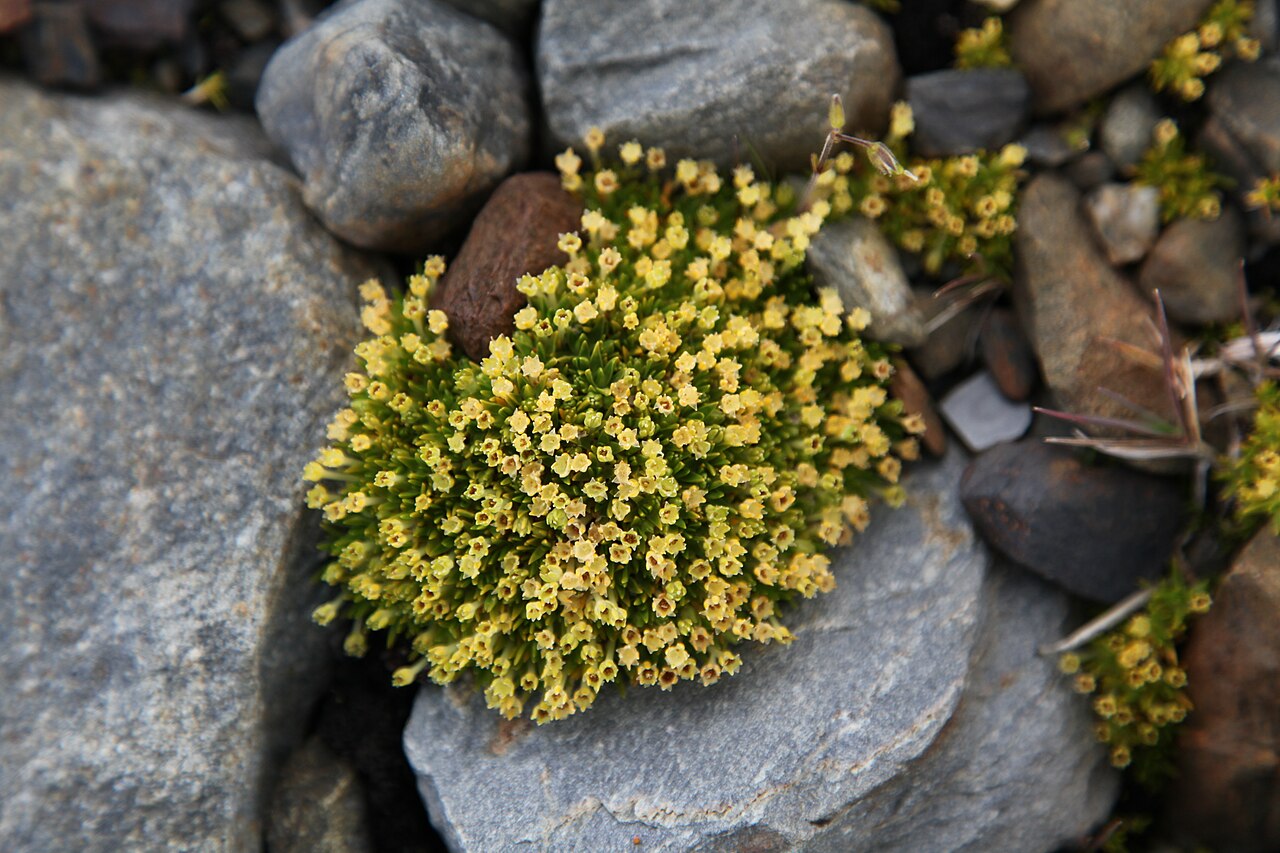 Antarctic pearlwort: Antarctic Pearlwort . At St. Andrews Bay, South Georgia .