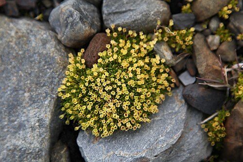Antarctic pearlwort: Antarctic Pearlwort . At St. Andrews Bay, South Georgia .
