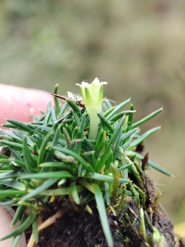 Antarctic pearlwort (Colobanthus quitensis)