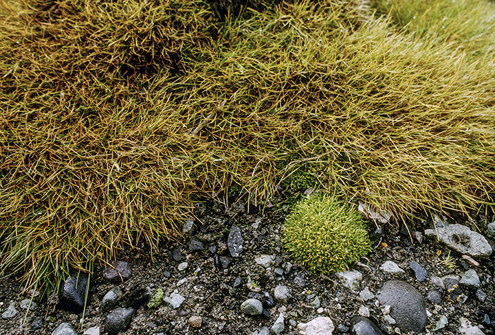 Antarctic pearlwort: Antarctic Hairgrass (Deschampsia) and Antarctic Pearlwort (Colobanthus) growing in the South Shetland Islands