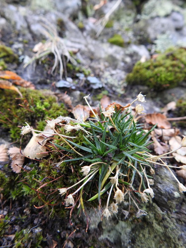 Antarctic pearlwort (Colobanthus quitensis)