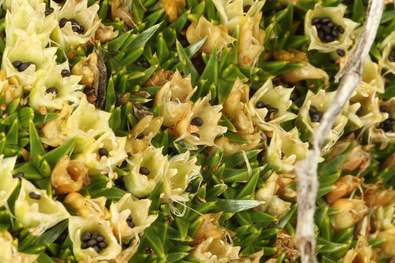 Colobanthus squarrosus: Colobanthus squarrosus in New Zealand