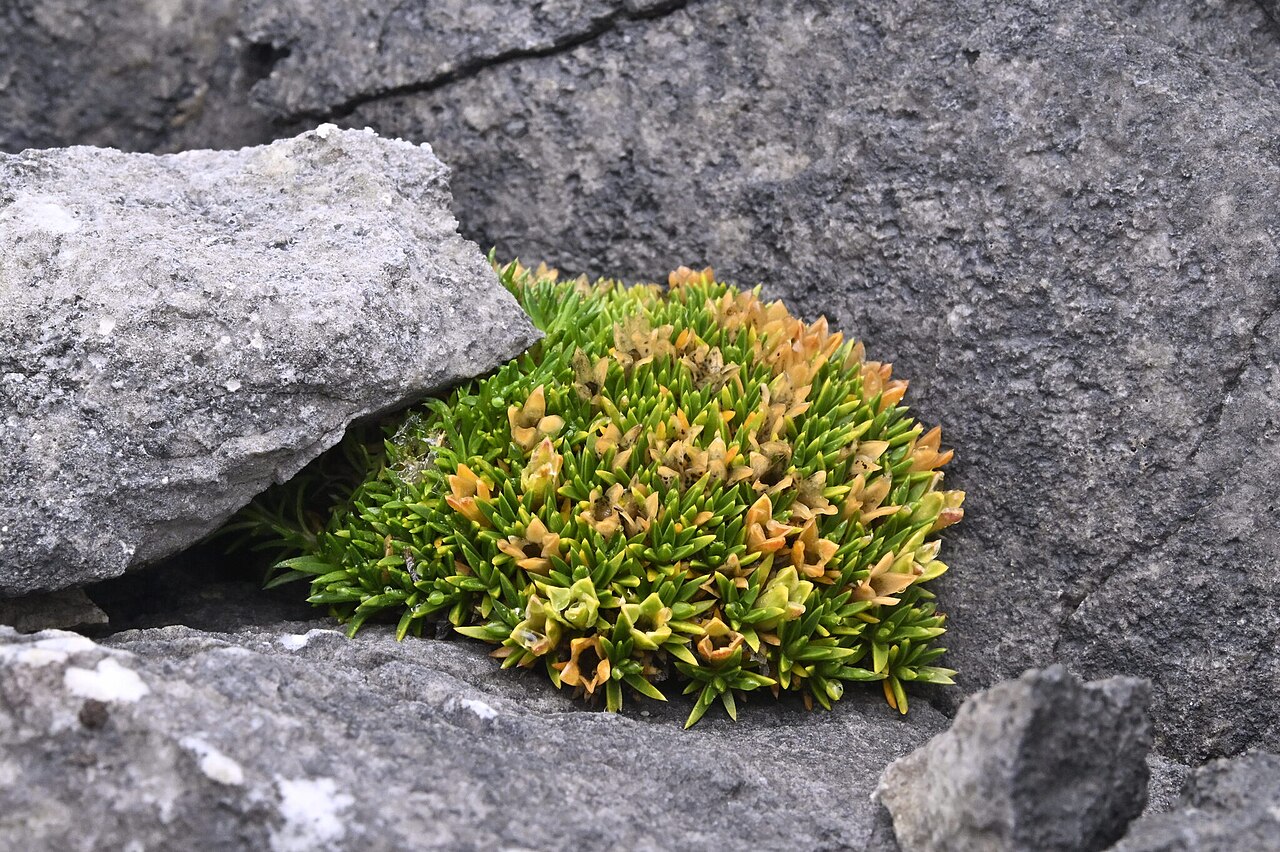 Colobanthus squarrosus: Colobanthus squarrosus squarrosus in New Zealand