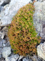 Colobanthus wallii (Colobanthus wallii)