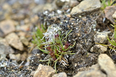 Colobanthus wallii (Colobanthus wallii)