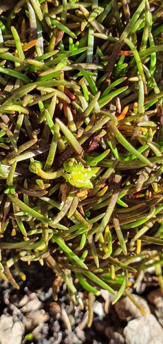 Colobanthus wallii (Colobanthus wallii)