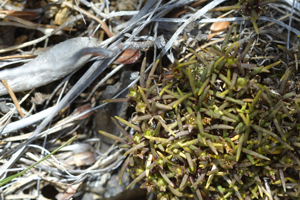 Colobanthus wallii (Colobanthus wallii)