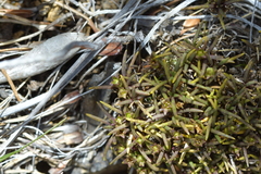 Colobanthus wallii (Colobanthus wallii)