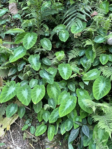 Colocasia affinis (Colocasia affinis)