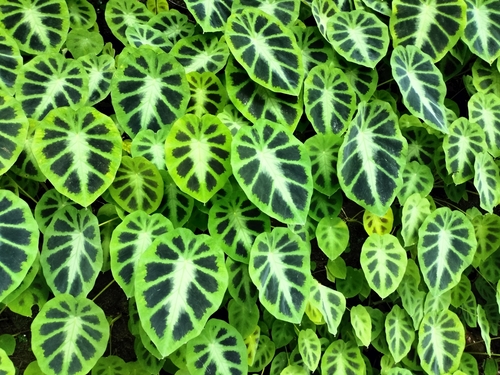 Colocasia affinis (Colocasia affinis)