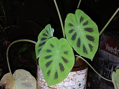 Colocasia affinis: Nativeplants Botanical Garden