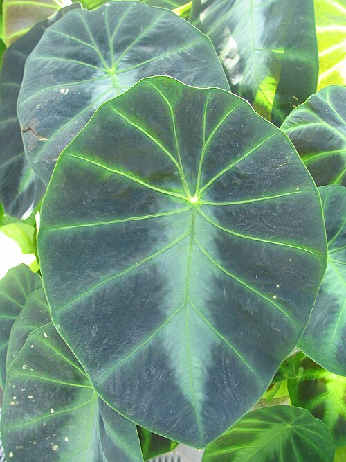 Colocasia affinis (Colocasia affinis)