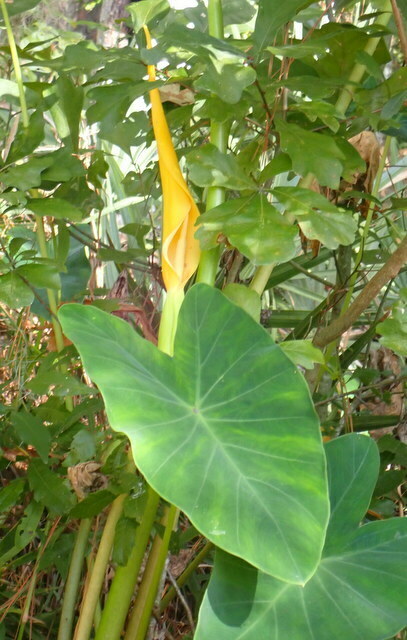 Coco yam (Colocasia esculenta)