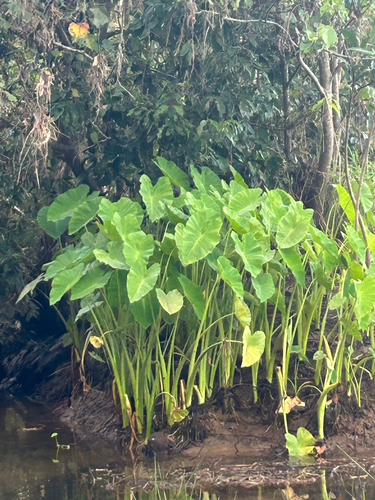 Coco yam (Colocasia esculenta)