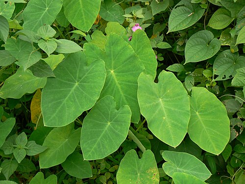 Coco yam: Colocasia esculenta