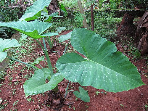 Coco yam: Colocasia - ചേമ്പ് കറി ചേമ്പ് കണ്ടി ചേമ്പ്