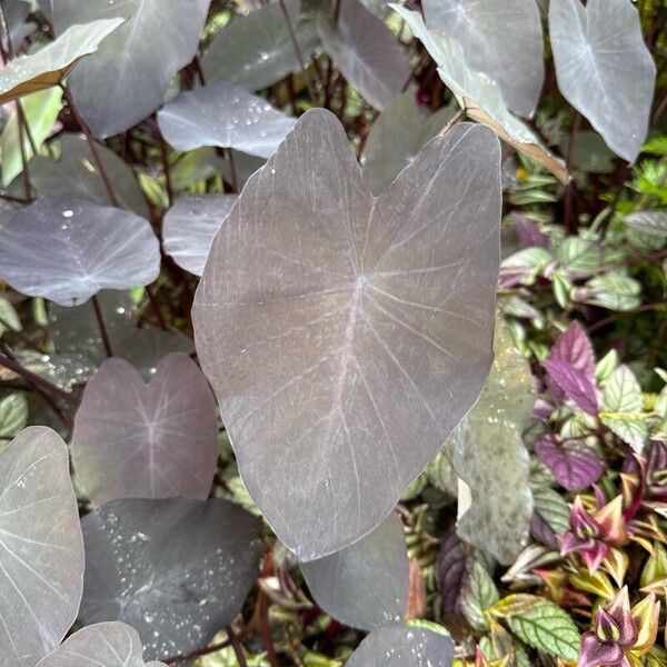 Coco yam (Colocasia esculenta)