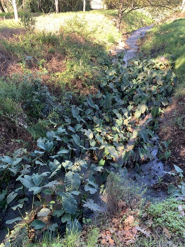 Coco yam (Colocasia esculenta)