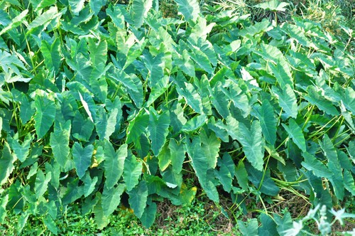 Coco yam (Colocasia esculenta)
