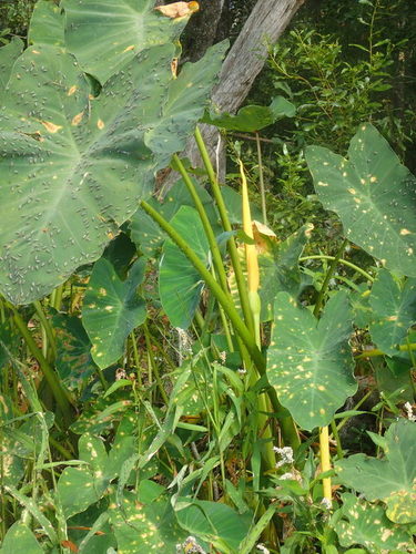 Coco yam (Colocasia esculenta)