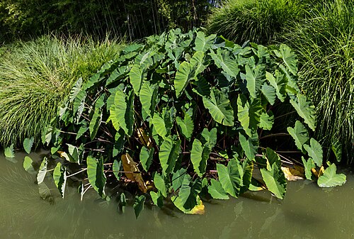 Coco yam: Colocasia esculenta - Taro