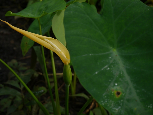 Coco yam (Colocasia esculenta)