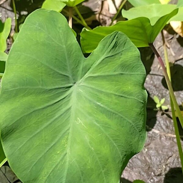 Coco yam (Colocasia esculenta)