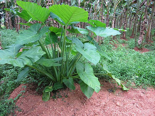 Coco yam: Colocasia - ചേമ്പ് കറി ചേമ്പ് കണ്ടി ചേമ്പ്