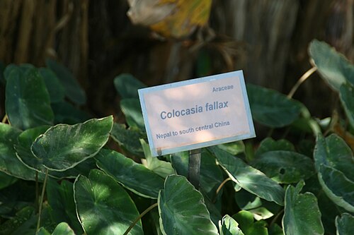 Colocasia fallax: Location taken: Fairchild Tropical Botanic Garden, Miami, FL USA. Names: Colocasia fallax Schott, Silver Leaf Elephant Ear, Silver-Leaved Taro, Tar Classificati