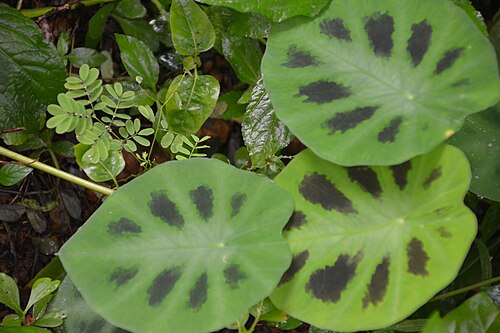 Colocasia fallax: Plant