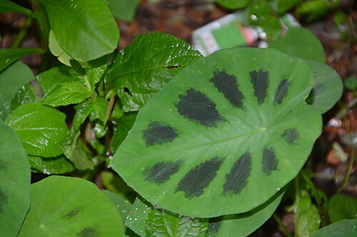 Colocasia fallax: Plant