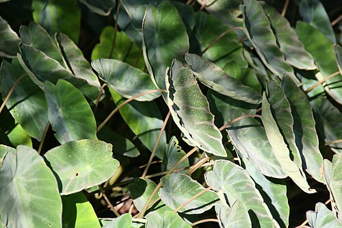 Colocasia fallax: Location taken: Fairchild Tropical Botanic Garden, Miami, FL USA. Names: Colocasia fallax Schott, Silver Leaf Elephant Ear, Silver-Leaved Taro, Tar Classificati