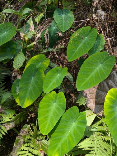Colocasia fallax (Colocasia fallax)