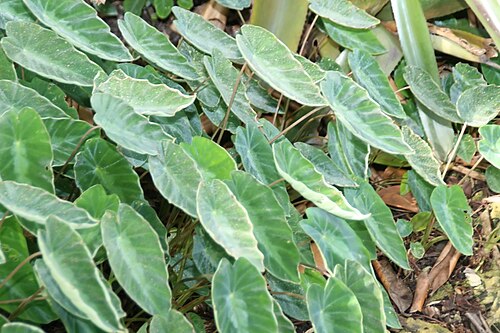 Colocasia fallax: Location taken: Fairchild Tropical Botanic Garden, Miami, FL USA. Names: Colocasia fallax Schott, Silver Leaf Elephant Ear, Silver-Leaved Taro, Tar Classificati